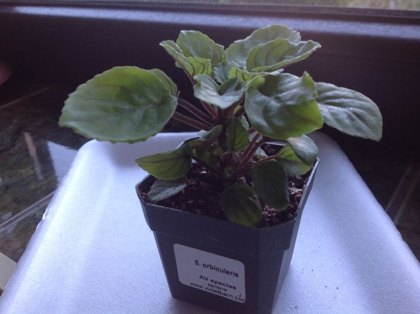  - Saintpaulia orbicularis