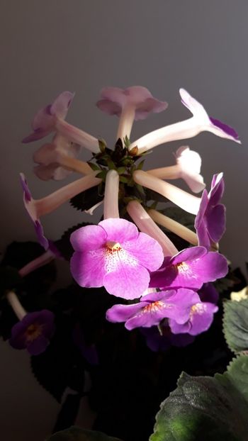  - R18 Texas Spotted Leopard xA - renuntat