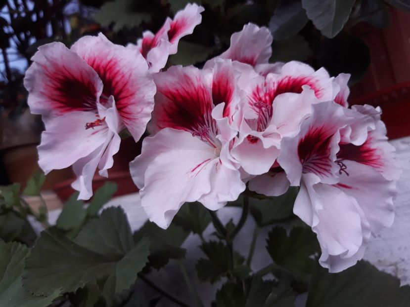  - 2018- florile mele