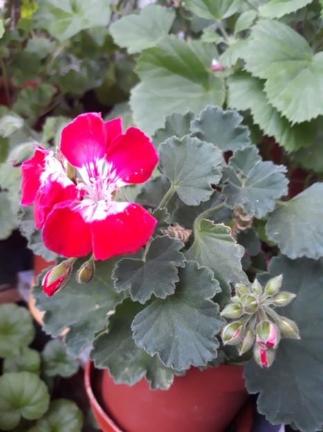  - 2018- florile mele