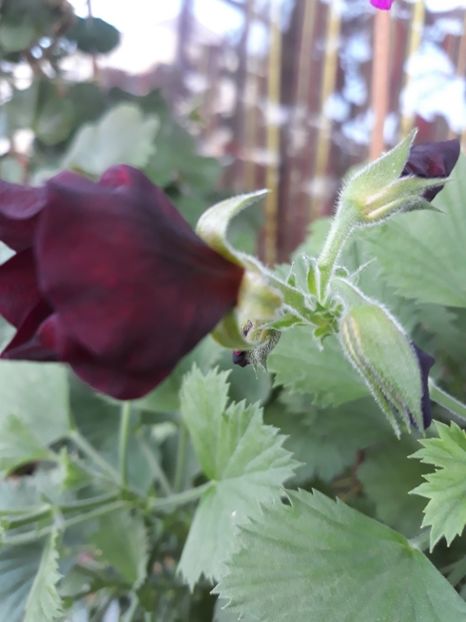  - 2018- florile mele