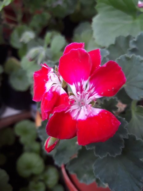  - 2018- florile mele