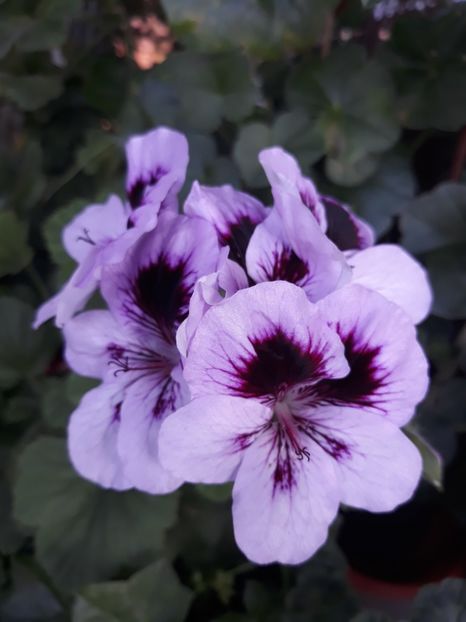  - 2018- florile mele