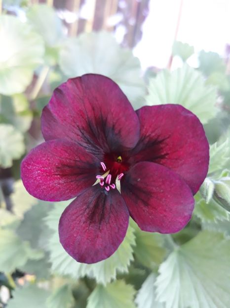  - 2018- florile mele