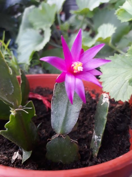  - 2018- florile mele