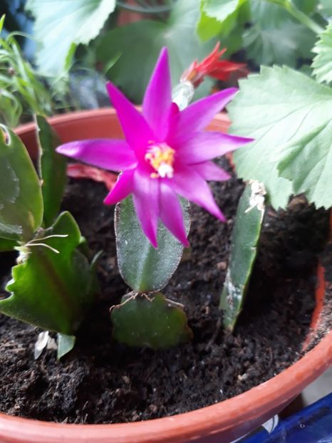  - 2018- florile mele