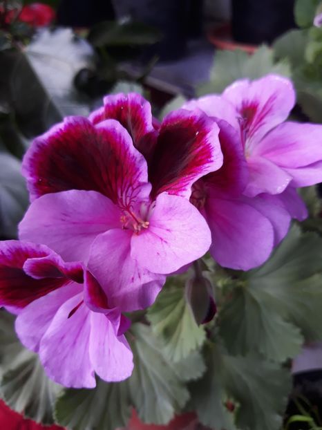  - 2018- florile mele