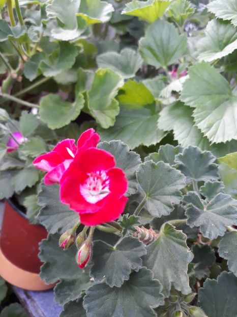  - 2018- florile mele