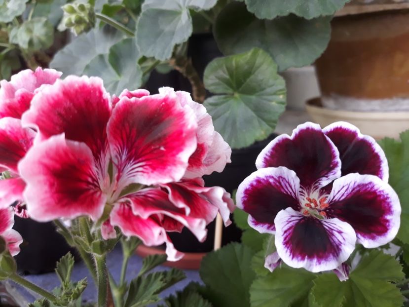  - 2018- florile mele