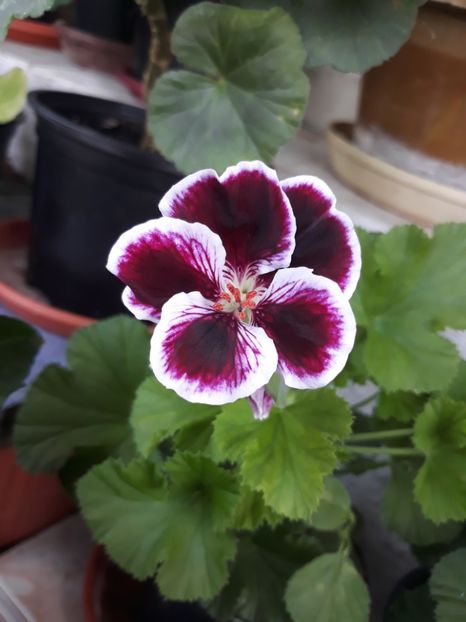  - 2018- florile mele