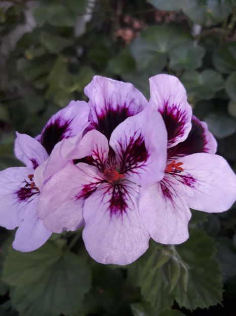  - 2018- florile mele