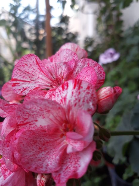  - 2018- florile mele