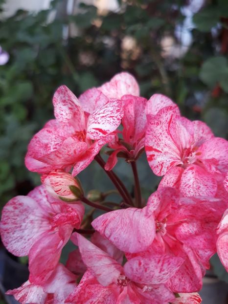  - 2018- florile mele