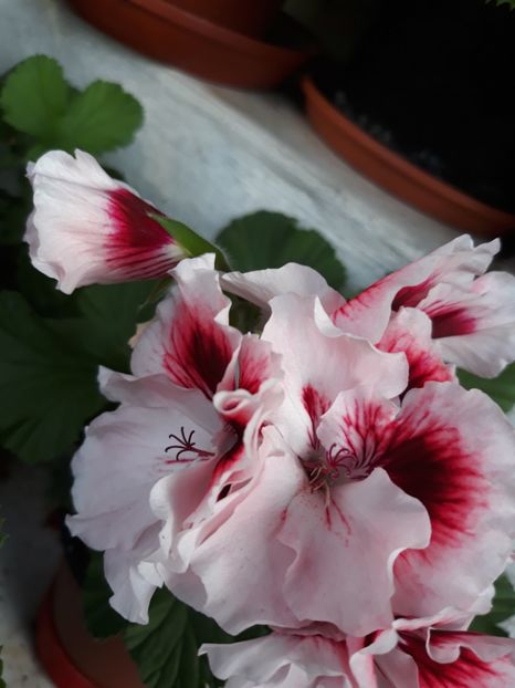  - 2018- florile mele