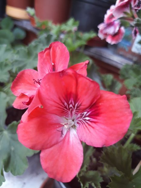  - 2018- florile mele