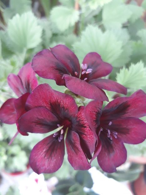  - 2018- florile mele