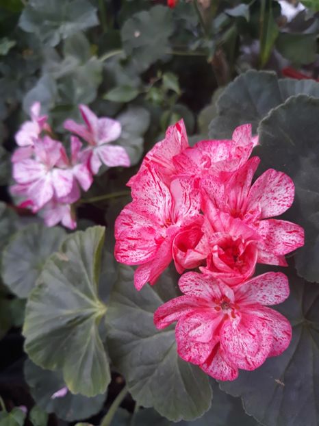  - 2018- florile mele