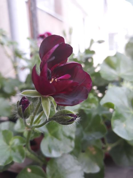  - 2018- florile mele