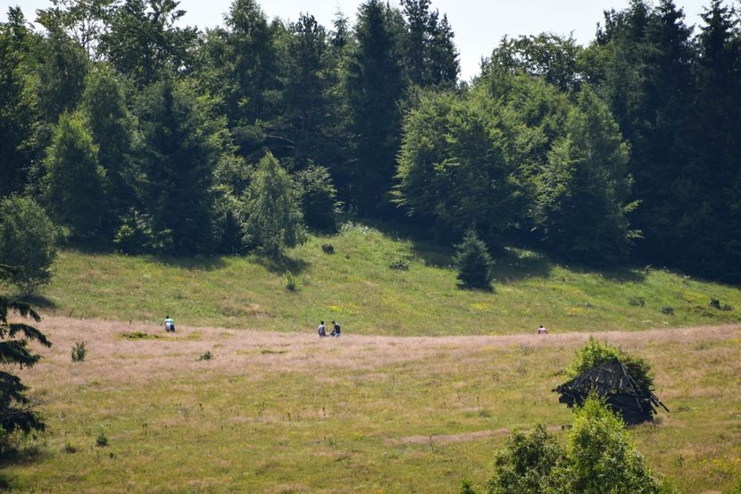 Tiganii la cules de afine - Miezul verii