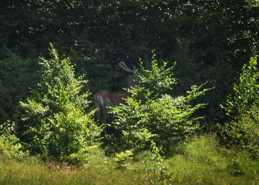 Cerb - Miezul verii