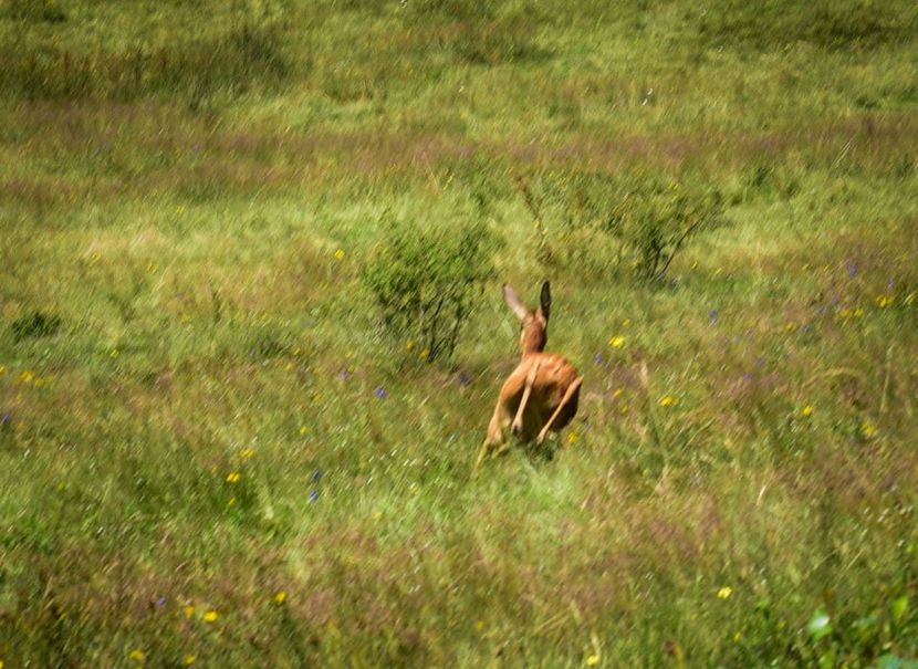 caprioara - Miezul verii