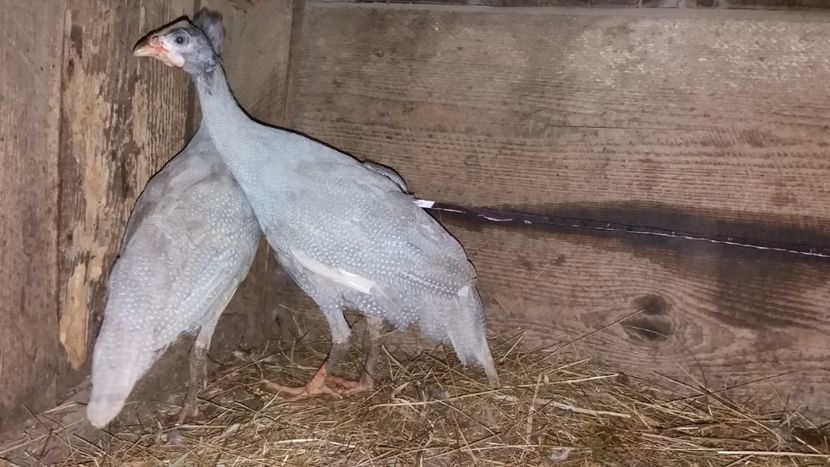Albastru perlat Monor - Bibilici Achizitie Monor Ungaria 14 oct 2018