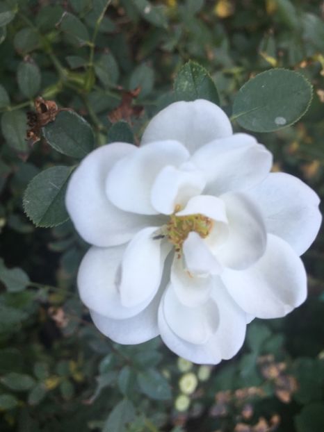 A03691EC-2369-45B1-8B34-C0196E57F8E0 - Florile mamei 2018