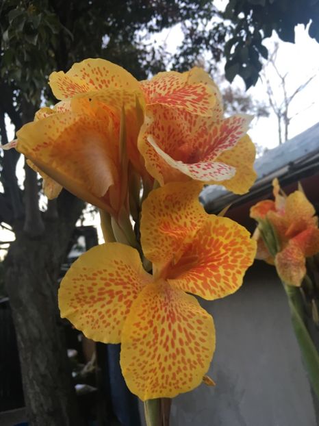 Cana Picasso - Florile mamei 2018