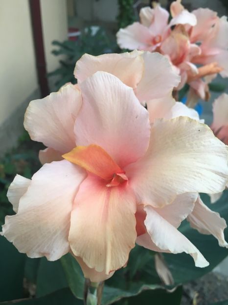 Cana Champion - Florile mamei 2018