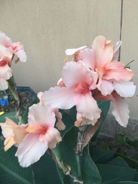 Cana Champion - Florile mamei 2018