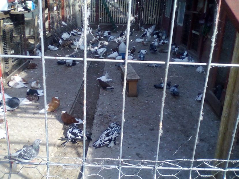  - Azi 15- 10 2018