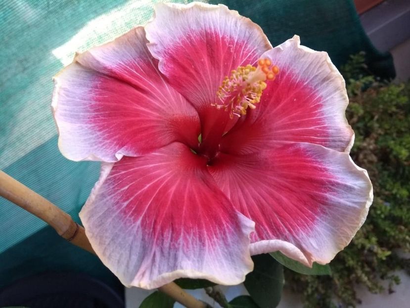  - Indian Divine Grace