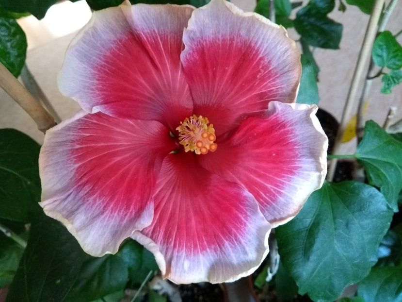  - Indian Divine Grace