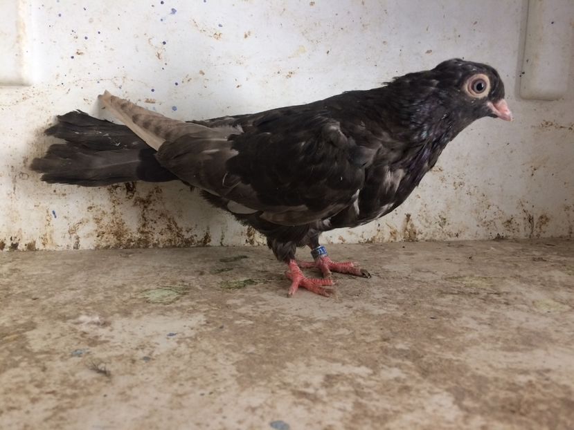 213 - 1-Lot zbor 2018