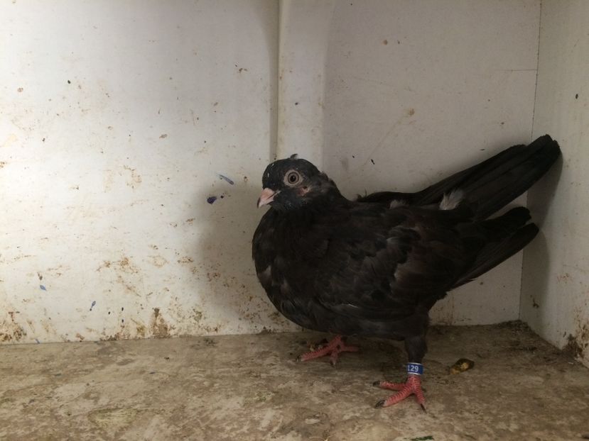 219 - 1-Lot zbor 2018