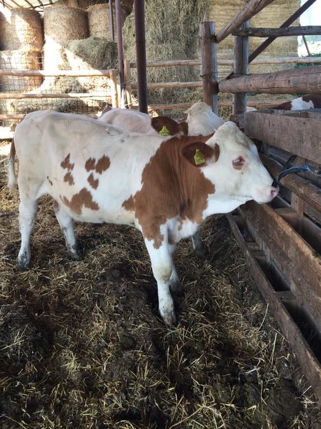 B4B650EB-CE41-4DA7-876C-45D0F7123599 - vacile mele