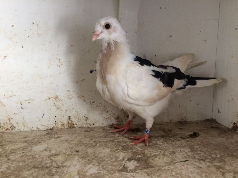 179 - 1-Lot zbor 2018