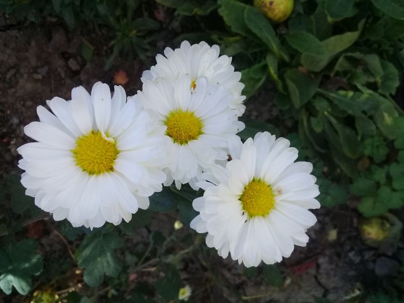  - Crezanteme 2014-prezent