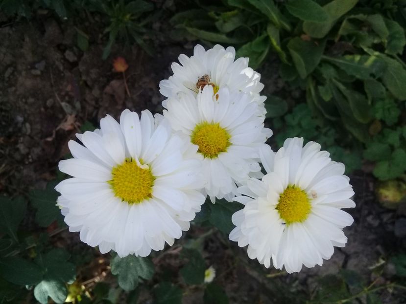  - Crezanteme 2014-prezent