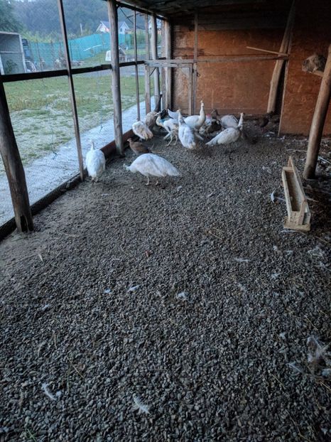  - P---PAUNI 2016-2018