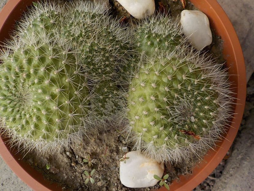  - rebutia krainziana