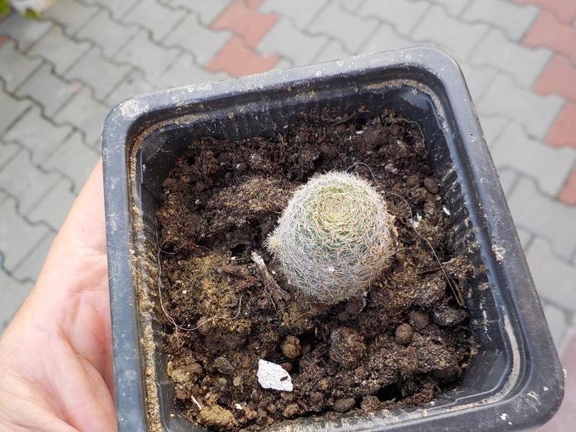  - rebutia heliosa