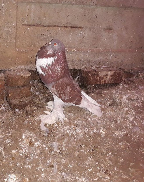 Vândută M.G(A.B) - Porumbei VÂNDUȚI