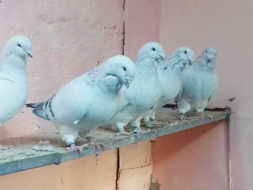 2018-10-15_18.35.29 - POZE GRUP PORUMBEI