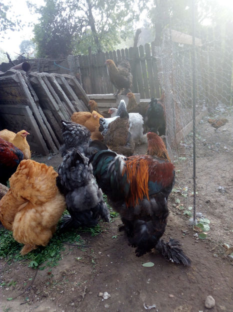  - pasari de rasa 2018