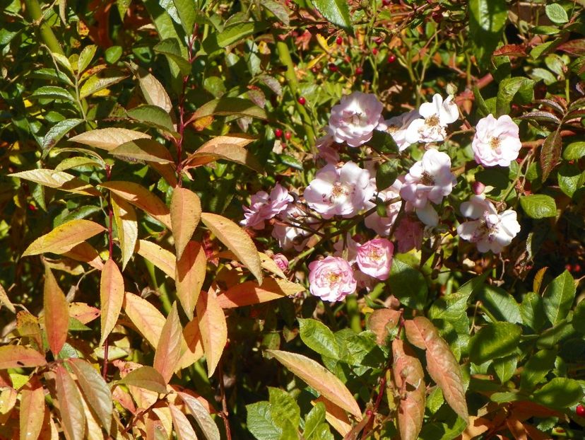 Perennial Blush - Trandafiri 2018 5