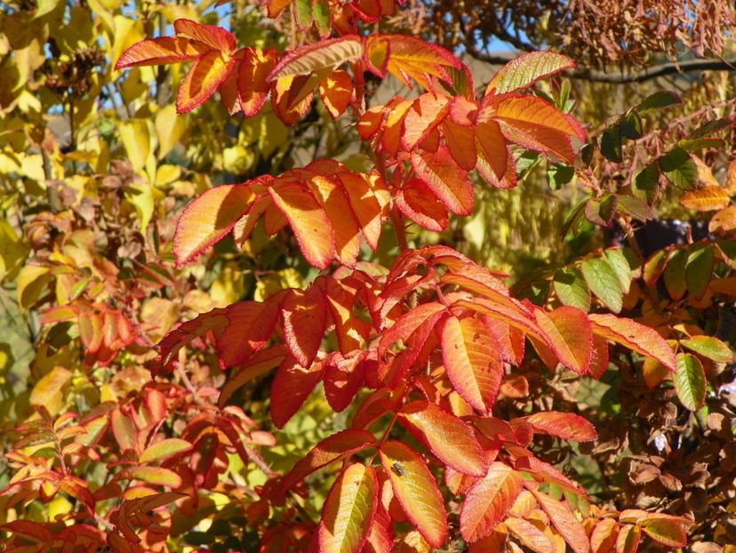 Hansa - Trandafiri 2018 5