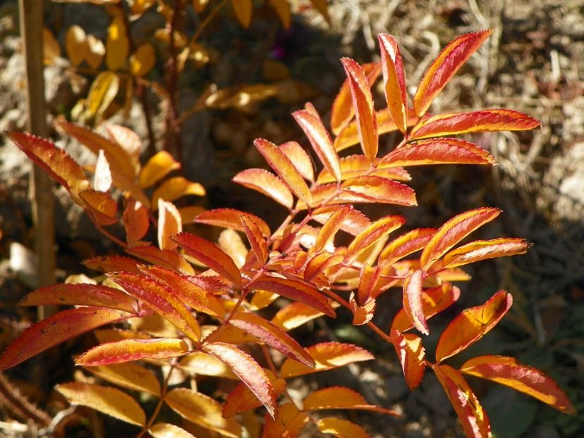 Dart's Defender - Trandafiri 2018 5