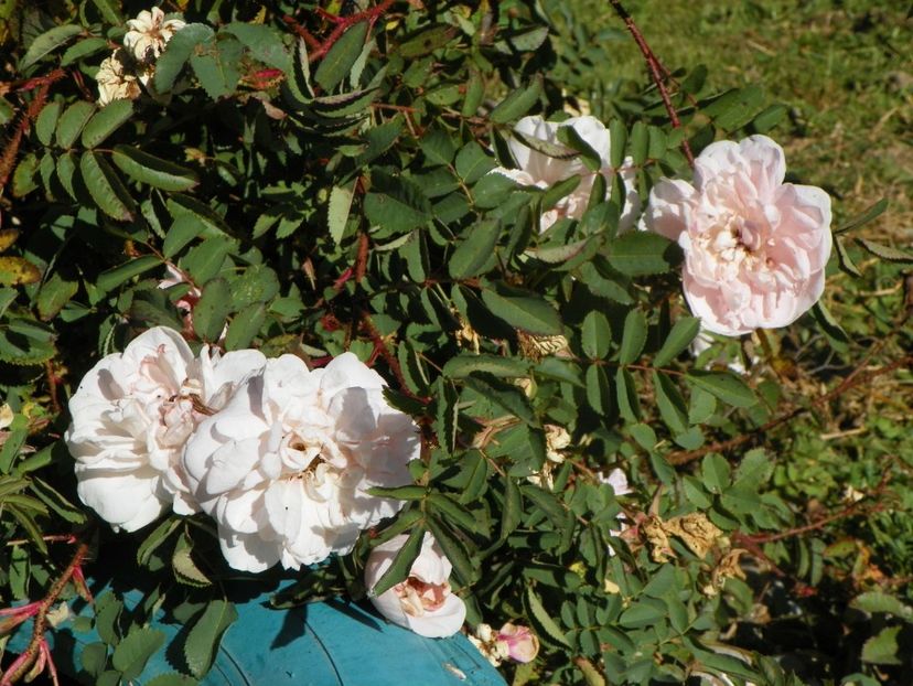 Stanwell Perpetual - Trandafiri 2018 5