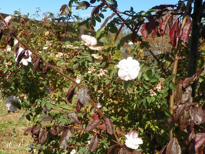 Stanwell Perpetual - Trandafiri 2018 5